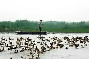 野鸭场日常管理