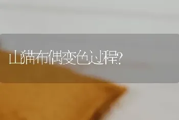 山猫布偶变色过程？