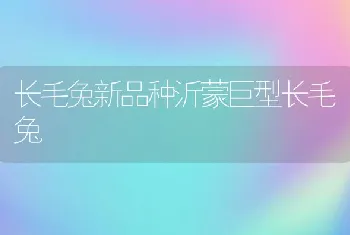 长毛兔新品种沂蒙巨型长毛兔