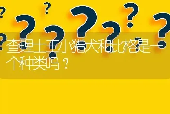 查理士王小猎犬和比格是一个种类吗？