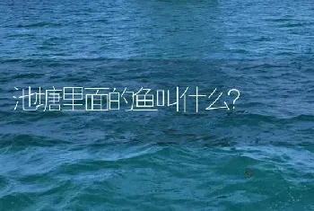 池塘里面的鱼叫什么？