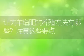 让肉羊增肥的养殖方法有哪些？注意这些要点