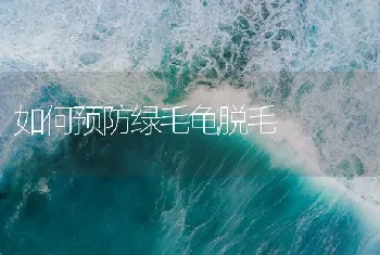 如何预防绿毛龟脱毛