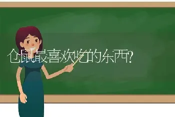 仓鼠最喜欢吃的东西？