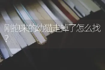 刚抱来的幼猫走掉了怎么找？