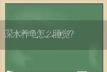 深水养龟怎么睡觉？