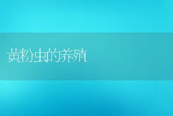 黄粉虫的养殖