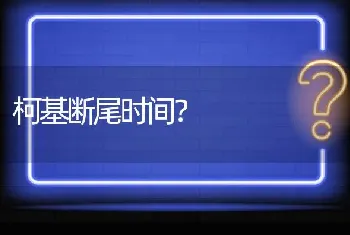 柯基断尾时间？