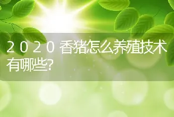 2020香猪怎么养殖技术有哪些？