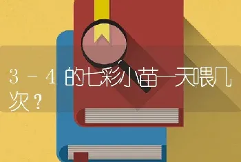 3-4的七彩小苗一天喂几次？