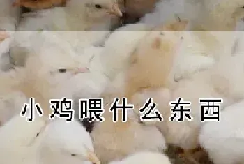 小鸡喂什么东西