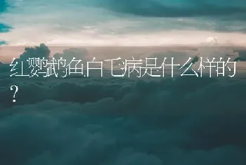 红鹦鹉鱼白毛病是什么样的？