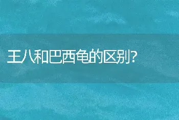 王八和巴西龟的区别？