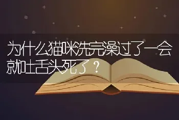 为什么猫咪洗完澡过了一会就吐舌头死了？