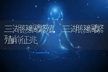 三湖慈鲷繁殖，三湖慈鲷繁殖前征兆