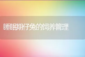 睡眠期仔兔的饲养管理