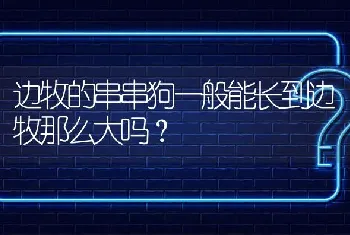 边牧的串串狗一般能长到边牧那么大吗？