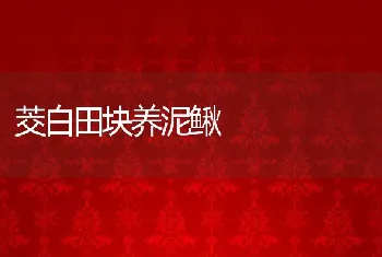 茭白田块养泥鳅