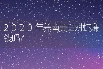 2020年养南美白对虾赚钱吗？