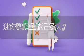 迷你鹦鹉鱼能活多久？