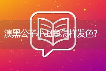 澳黑公子小丑鱼怎样发色？