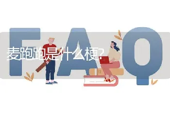 麦跑跑是什么梗？