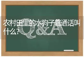 农村田里的水狗子普通话叫什么？