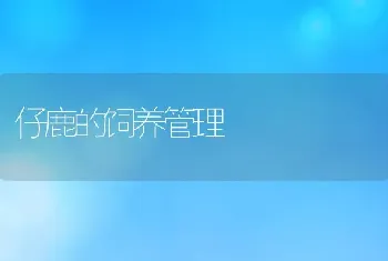 仔鹿的饲养管理