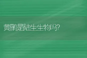 黄鹂是陆生生物吗？