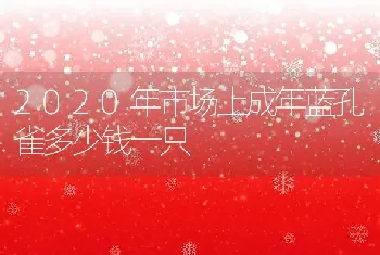 2020年市场上成年蓝孔雀多少钱一只