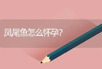 凤尾鱼怎么怀孕？