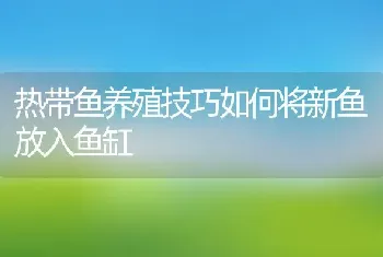 热带鱼养殖技巧如何将新鱼放入鱼缸