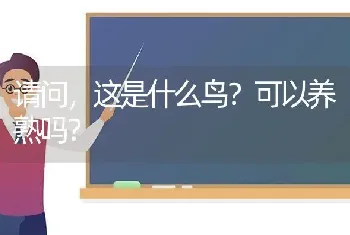 请问，这是什么鸟？可以养熟吗？