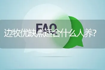 边牧优缺点适合什么人养？