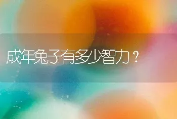 成年兔子有多少智力？