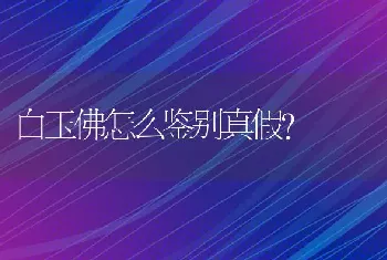 白玉佛怎么鉴别真假？