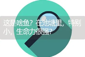 这是啥鱼？在池塘里，特别小，生命力很强？