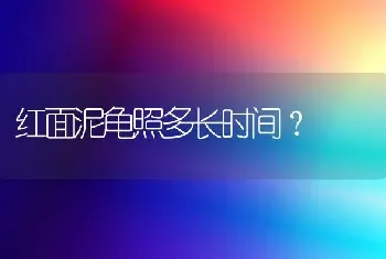 红面泥龟照多长时间？