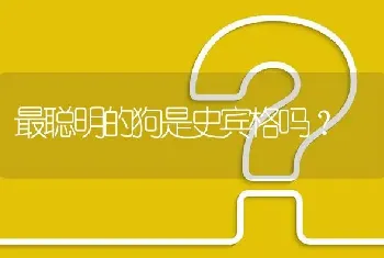 最聪明的狗是史宾格吗？