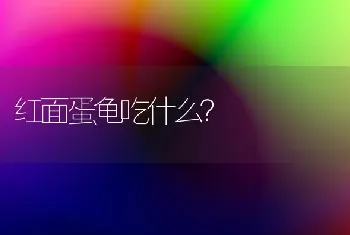 红面蛋龟吃什么？