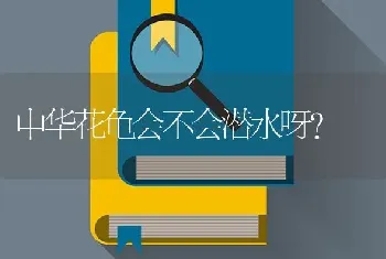 西施狗、马尔济斯犬，拉萨犬，三种长毛小型犬，哪种毛最软可以抱着睡觉？哪种最漂亮？