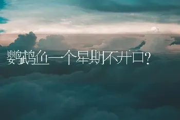 鹦鹉鱼一个星期不开口？