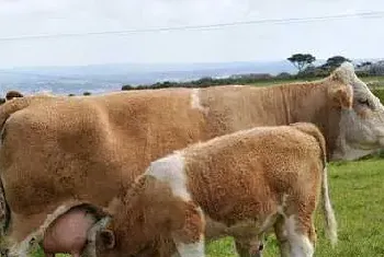 肉牛草料选择要点