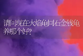 请问现在火焰龟同石金钱龟养那个好？