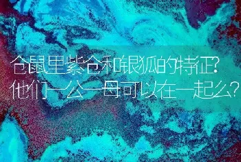 仓鼠里紫仓和银狐的特征?他们一公一母可以在一起么？