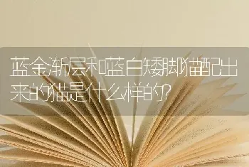 蓝金渐层和蓝白矮脚猫配出来的猫是什么样的？