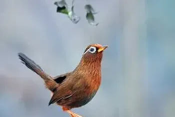 养殖画眉的饲料配制