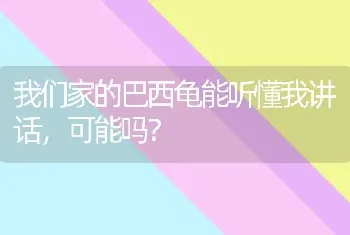 我们家的巴西龟能听懂我讲话，可能吗？