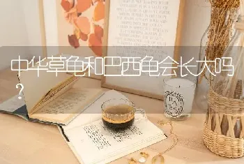 中华草龟和巴西龟会长大吗？