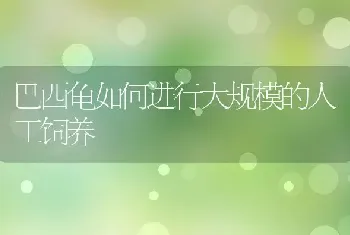 巴西龟如何进行大规模的人工饲养